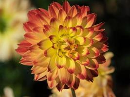 dahlias in a german garden photo