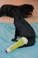 Puppy dog with injured broken bone received first aid treatment with a splintafter color green a visit to the veterinarian hospital. photo