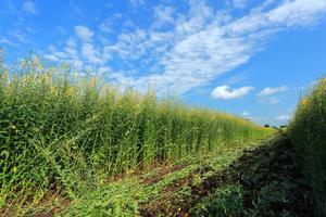 Crotalaria plants in the legume commonly grown as a green manure. And used as cattle feed, as well as to the beauty of a tourist attraction. photo