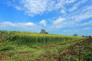 Crotalaria plants in the legume commonly grown as a green manure. And used as cattle feed, as well as to the beauty of a tourist attraction. photo