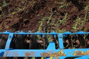 plantas de crotalaria en la leguminosa cly cultivadas como abono verde aommon. foto