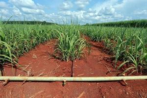 sugarcane field with blue sky photo