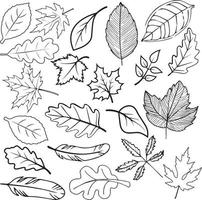 Vector Leaf Background Illustration