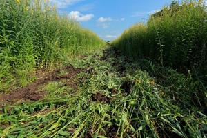 Crotalaria plants in the legume cly grown as aommon green manure. photo