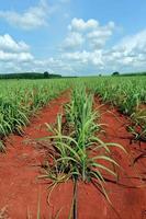 sugarcane field with blue sky photo