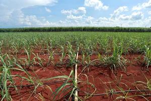 sugarcane field with blue sky photo