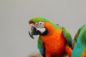 guacamayo hermoso pájaro foto