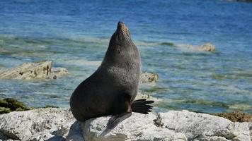 un bagno di sole di foca sulla roccia a kaikoura, isola del sud, nuova zelanda video