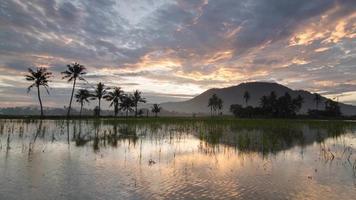 Time lapse reflection two roll of coconut trees and a hill at the back. video
