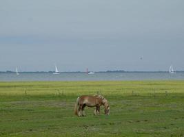 The island of Juist in Germany photo