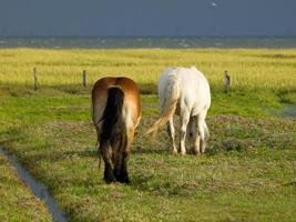 The island of Juist in Germany photo