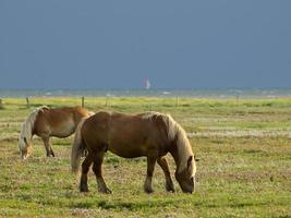 The island of Juist in Germany photo