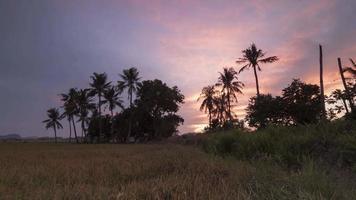Timelapse dawn hour at with ripe paddy crop video