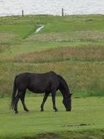 the island of Juist photo