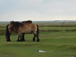 la isla de juist foto