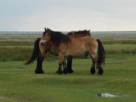 the island of Juist photo