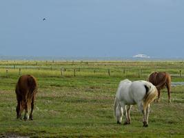 the island of Juist photo