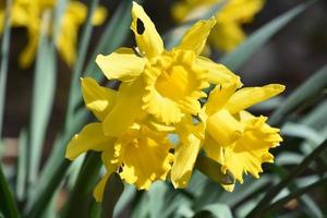 Trio of Yellow Daffodils Blooming and Flowering photo