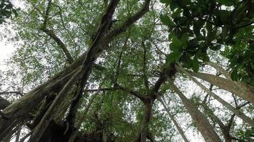 Tilt shot of Banyan tree video