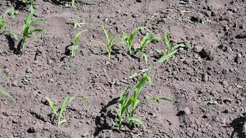 campo di granoturco. le giovani foglie verdi ondeggiano nel vento. giorno soleggiato video