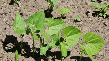 Green young bean leaves in a field close-up. video