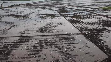 Herde weißer Kraniche und asiatischer Openbill fliegen auf dem Reisfeld video