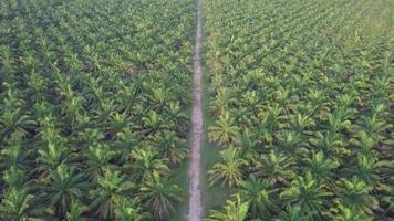 Aerial fly over the path at oil palm plantation farm. video