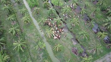 Aerial shot cows grazing grass at oil palm plantation. video