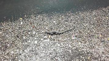 monitor lagarto subir na concha do mar procurar comida em batu kawan, penang, malásia.