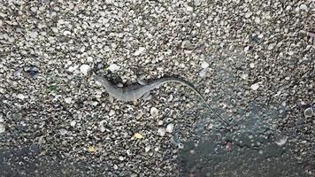 surveiller le lézard manger de la nourriture sur le coquillage. video