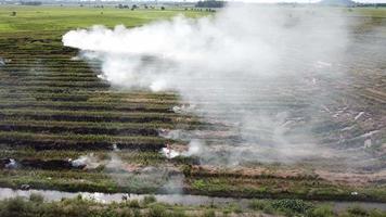 open vuur met vlam verbrandt het afval nadat het rijstveld is geoogst. video