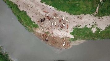 Top down cows rest beside river bank at Penang, Malaysia. video
