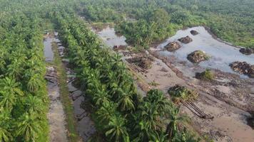 Drove view over land clearing by excavator at oil palm video