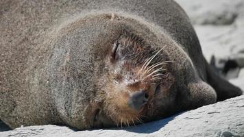 foca dorme sob o sol quente na praia de kaikoura, ilha sul
