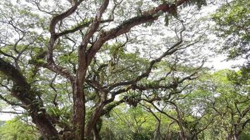 tropisch bos in Maleisië. video