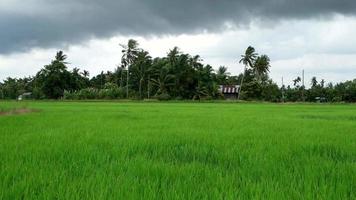 clima ventoso en el campo de arroz. video