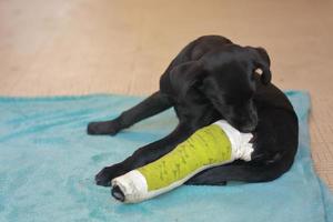 Puppy dog with injured broken bone received first aid treatment with a splintafter color green a visit to the veterinarian hospital. photo