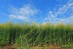 Crotalaria plants in the legume commonly grown as a green manure. And used as cattle feed, as well as to the beauty of a tourist attraction. photo