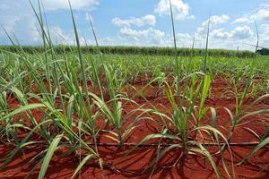 sugarcane field with blue sky photo