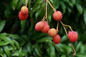 fresh lychee on tree in lychee orchard. photo