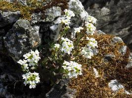 Flam in norway photo