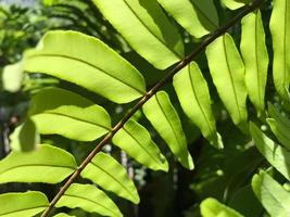 Fern leaf in garden shades and shadows in background, close up concept photo