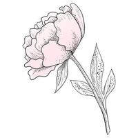 A Peony Flower Drawn with A Line on a White Background. vector