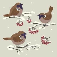 Set of cute winter sparrows sitting on rowan branches. Vector graphics