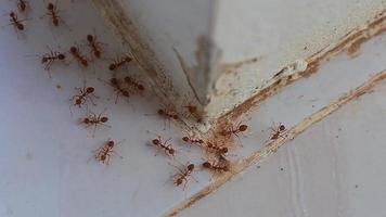 beaucoup de fourmis tisserandes rouges en gros plan extrême. accroché à la surface rugueuse d'un mur blanc. video