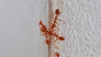 Red weaver ant Lots of in extreme closeup. clinging to the rough surface of a white wall. video