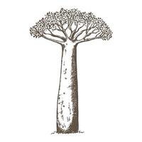 Baobab tree illustration hand drawn in sketch style. African tree vector