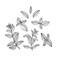 Set of hand drawn mint branches and leaves in sketch style vector