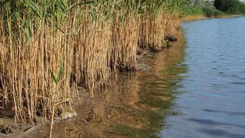 Reed beds on the bay video