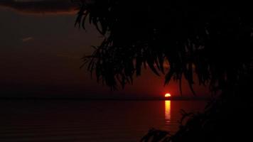 Sunset over the water. A tree in the foreground on the shore. slow motion 4K video